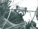 Zoo animals: red panda - Vintage Photograph