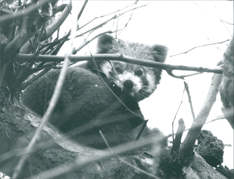 Zoo animals: red panda - Vintage Photograph