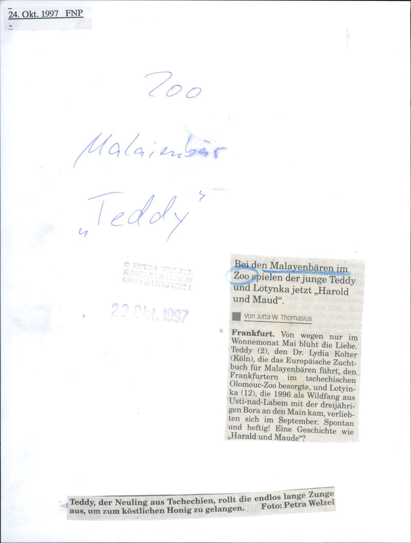 Sun bear - Vintage Photograph