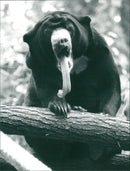 Sun bear - Vintage Photograph