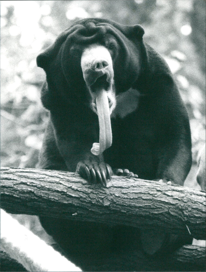Sun bear - Vintage Photograph