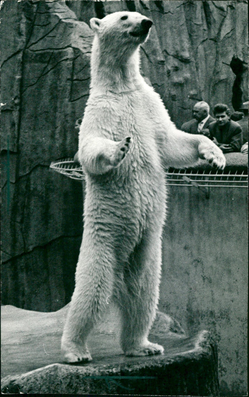 1987 ANIMALS ICE BAREN EISBAZOOFU NOVAJA FUR BAREN EISBAZOOFUN - Vintage Photograph