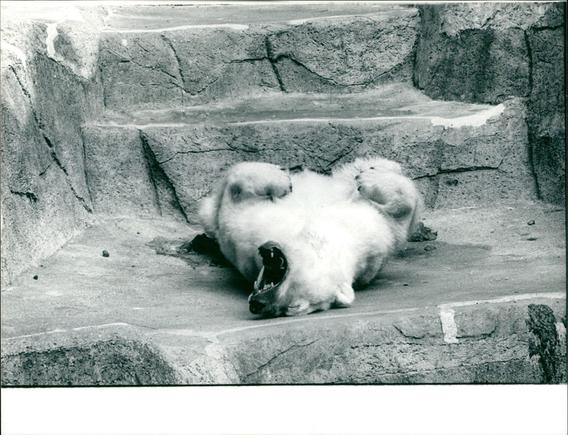 ANIMALS BAREN ICE BAR FECE ZOO MICK FFM - Vintage Photograph