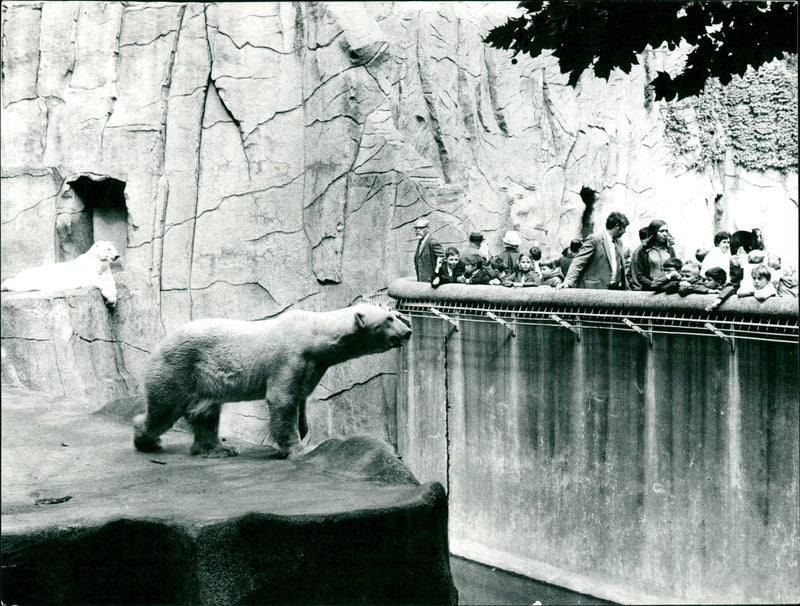 1970 ANIMALS BAREN ICE BAREN YOPE AROAGET FRANKFURTER NEW PRESS DAY ANGEIGER FESM - Vintage Photograph
