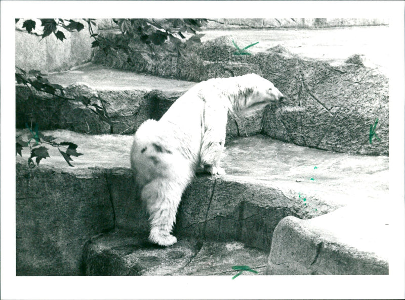 ANIMALS BAREN ICE BAREN FUN ZOO TO ERICH FIPES FFM EIS - Vintage Photograph