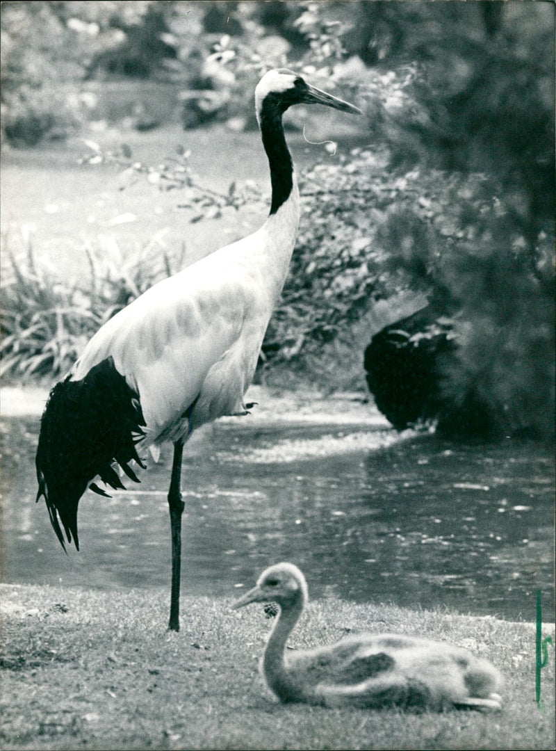 1988 CRANES FRANKFURT ZOO HOME VARIETY ANIMALS - Vintage Photograph