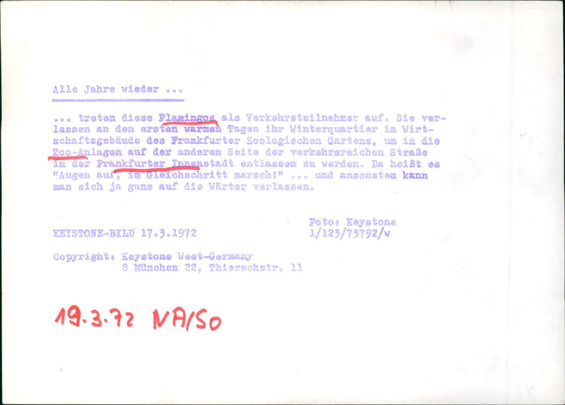 Flamingos - zoo animals - Vintage Photograph