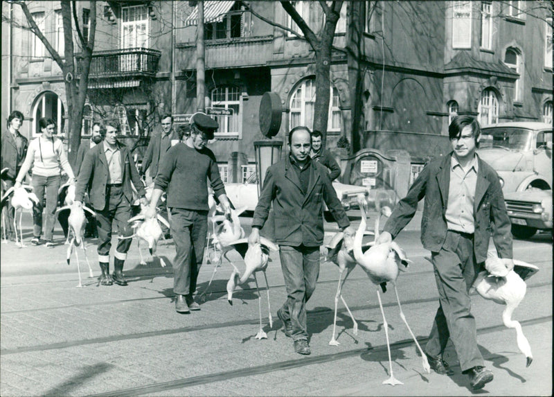 Flamingos - zoo animals - Vintage Photograph
