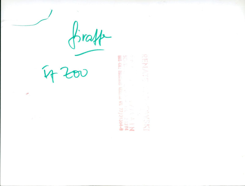 ZOO RENATO HENFIRAFFE HENFIRSAURUS - Vintage Photograph