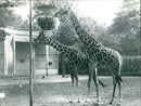ZOO RENATO HENFIRAFFE HENFIRSAURUS - Vintage Photograph