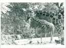 GIRAFFES THEN TEL HANAU CITY PARK BLZ LARGE - Vintage Photograph