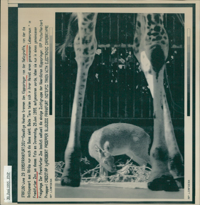 1995 HIGH SEPARATE CLIFF JUMPER NET GIRAFFE - Vintage Photograph