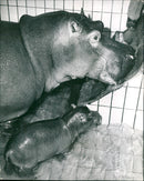 JEODE ACCEPTING THIS PHOT - Vintage Photograph