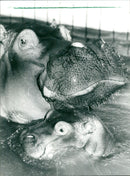 1987 JEODE NILLERD PETRA AND FIM FNPLS FFR CCPYRIGHT - Vintage Photograph