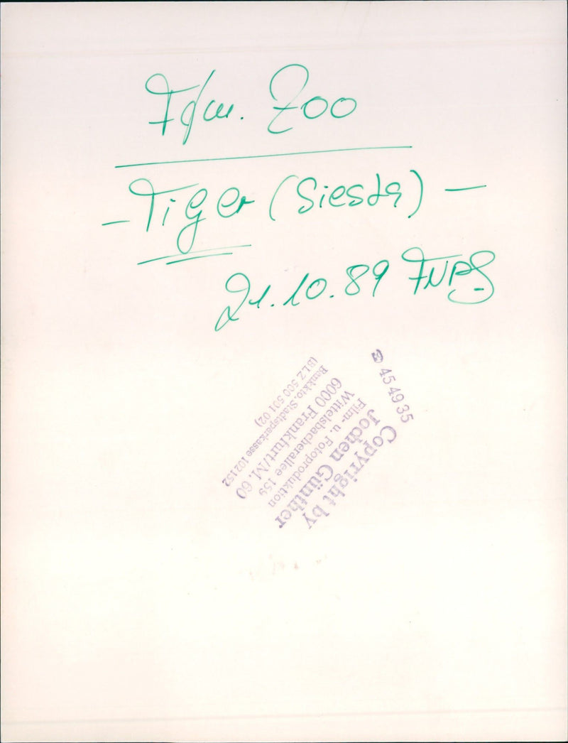 Tiger in the Frankfurt Zoo - Vintage Photograph