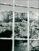 Tiger in the Frankfurt Zoo - Vintage Photograph