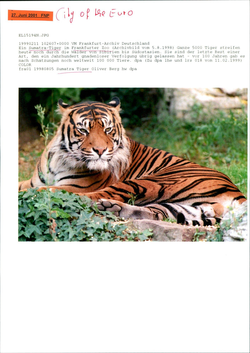 Sumatran tiger in the Frankfurt Zoo - Vintage Photograph