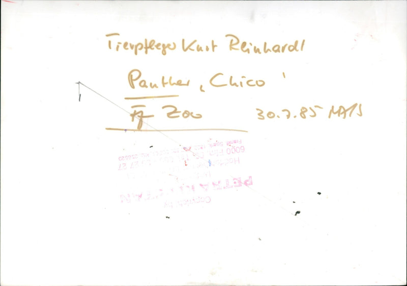 Kurt Reinhard with a panther - Vintage Photograph