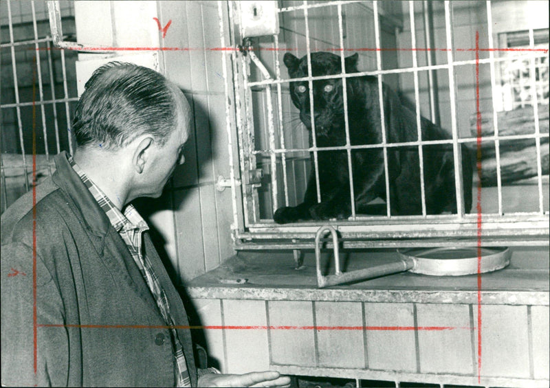 Kurt Reinhard with a panther - Vintage Photograph