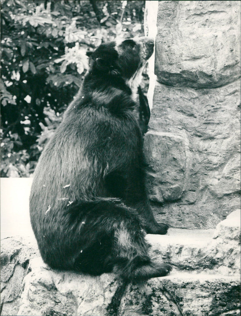 BAREN ANIMALS GOGGLES FALKENBURG PUBLISHED PUBLISHER SIMON SCHUSTE - Vintage Photograph