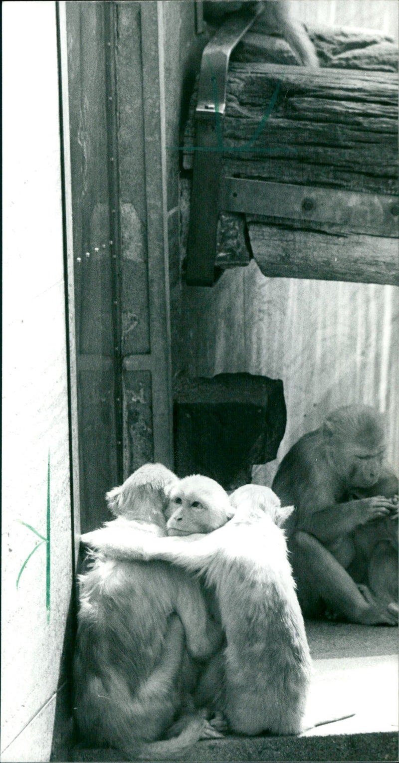 1987 ANIMALS MONKEYS ADAM TOO RHESUS FLUFFEN ENDS - Vintage Photograph