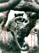 1981 ANIMALS PURR BARTTA WARA SHOULDER TACK IMPERIAL MUSTACHE TAMARIN FUNGE FEM - Vintage Photograph