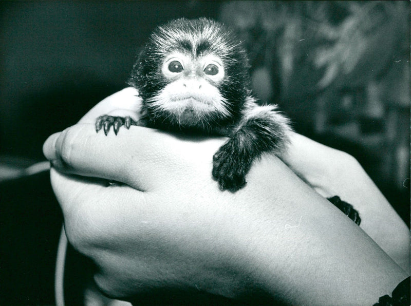 1992 ANIMALS PURR BARTTA WARA SHOULDER TACK MPRISER SCHIN SRI MERC SANOFFLOR - Vintage Photograph