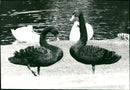 ANIMALS GOOSE GERMAN MAGAZINE PUBLISHED FRANKFURTER NEUE PRESS - Vintage Photograph