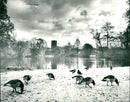1984 ANIMALS GOOSE FNP IDYLLIC IMAGE YOU COM ALFRED BREHM PLACE BECOME - Vintage Photograph