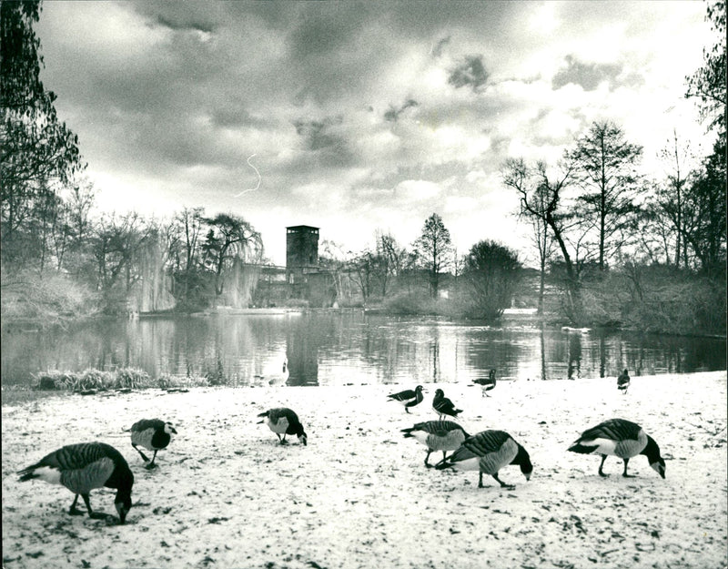 1984 ANIMALS GOOSE FNP IDYLLIC IMAGE YOU COM ALFRED BREHM PLACE BECOME - Vintage Photograph