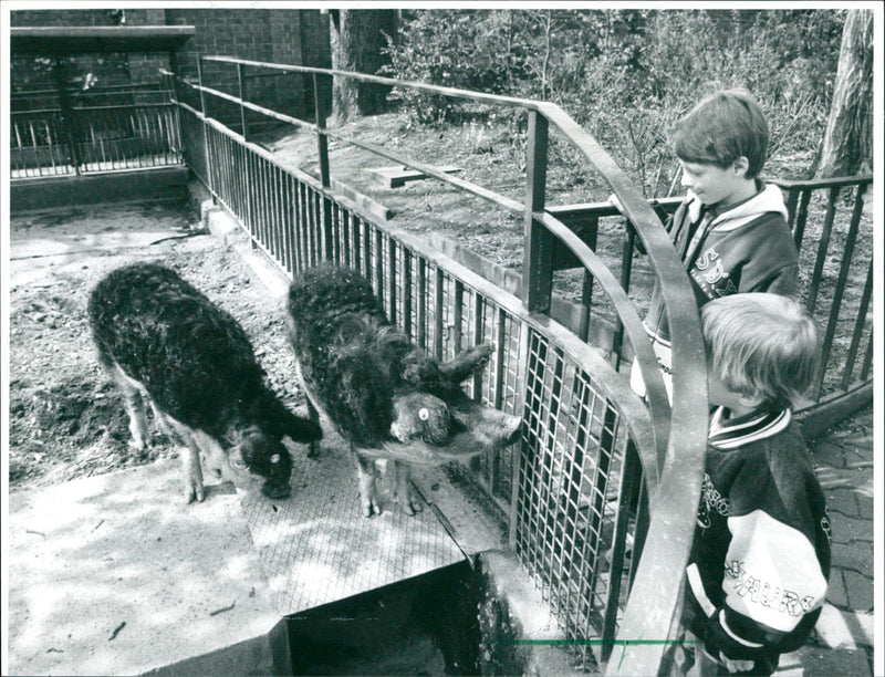 Mangalitza pigs - Vintage Photograph