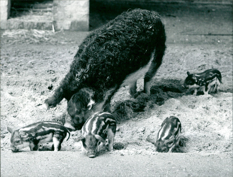 Pig with piglets - Vintage Photograph