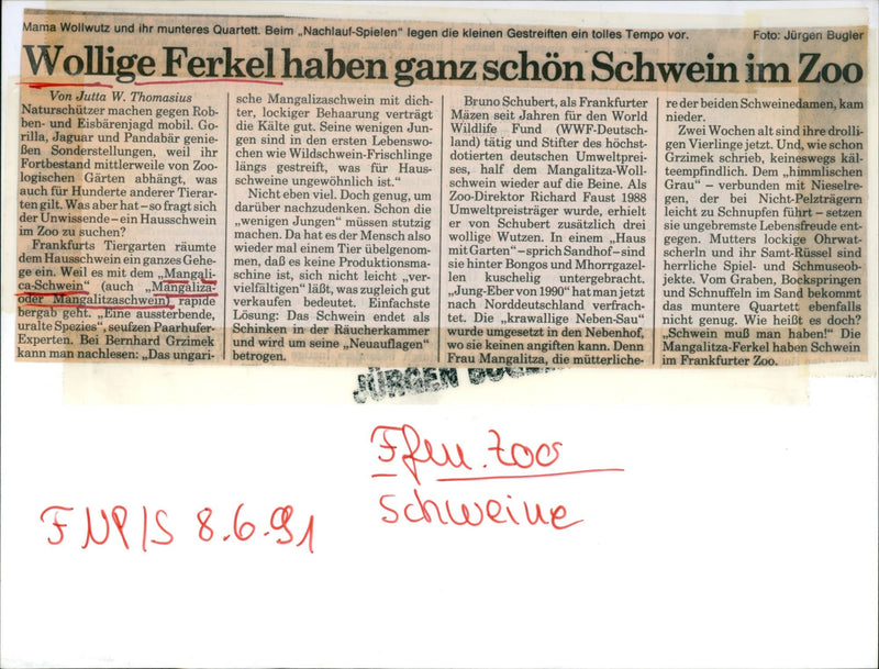 Mangalitza pig with piglet - Vintage Photograph