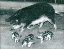 Mangalitza pig with piglet - Vintage Photograph