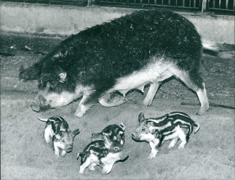 Mangalitza pig with piglet - Vintage Photograph