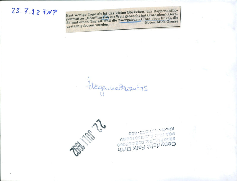 Goat offspring in the Frankfurt Zoo - Vintage Photograph