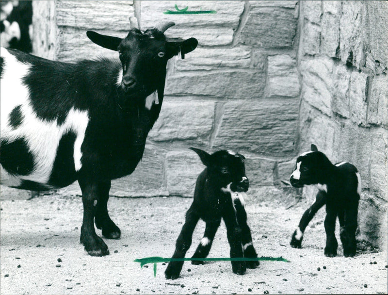 Goat offspring in the Frankfurt Zoo - Vintage Photograph