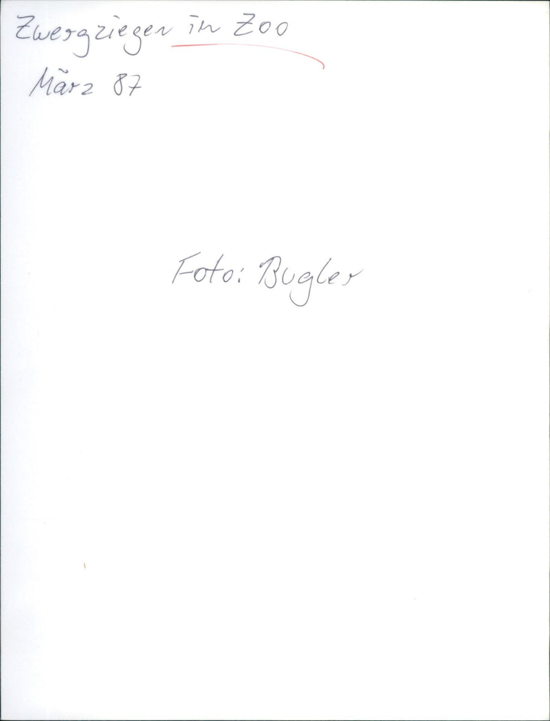 Pygmy goats in the zoo - Vintage Photograph