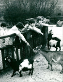 Pygmy goats in the zoo - Vintage Photograph