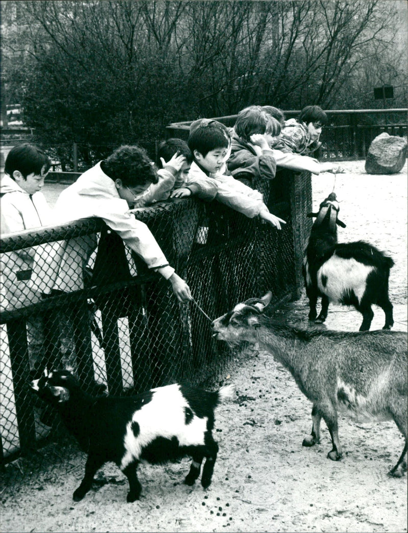 Pygmy goats in the zoo - Vintage Photograph