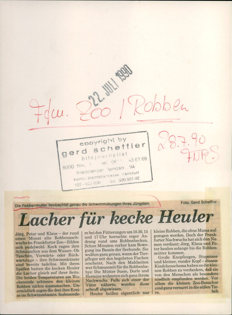 1990 SMALL SEALS WHICH WITHOUT MAMA MONTH OLD SEA PETER - Vintage Photograph