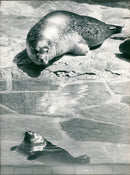 1990 SMALL SEALS WHICH WITHOUT MAMA MONTH OLD SEA PETER - Vintage Photograph
