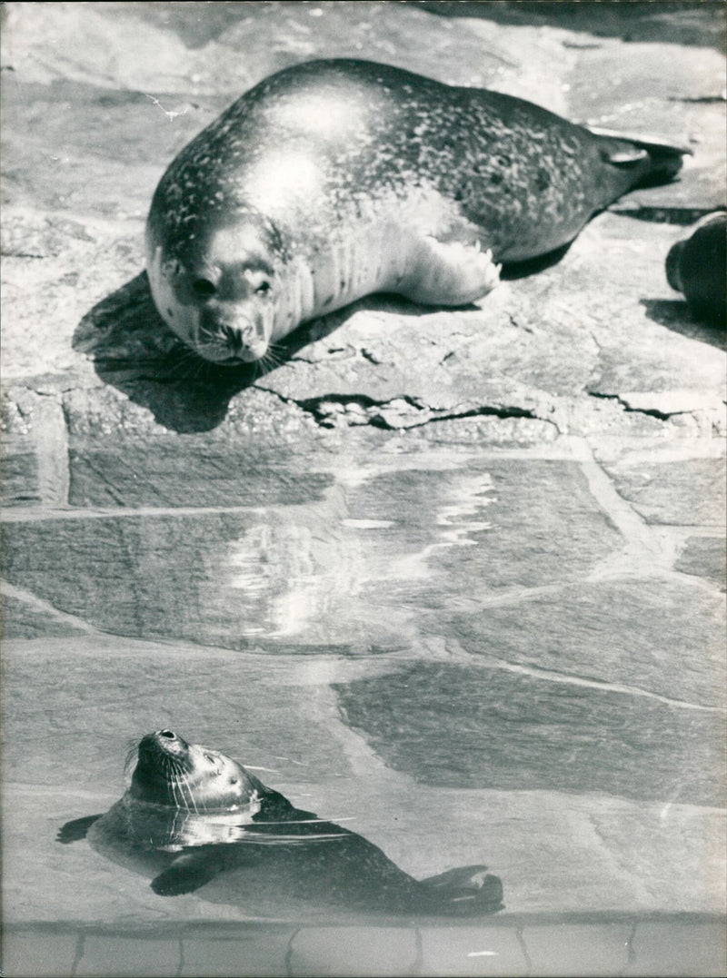 1990 SMALL SEALS WHICH WITHOUT MAMA MONTH OLD SEA PETER - Vintage Photograph