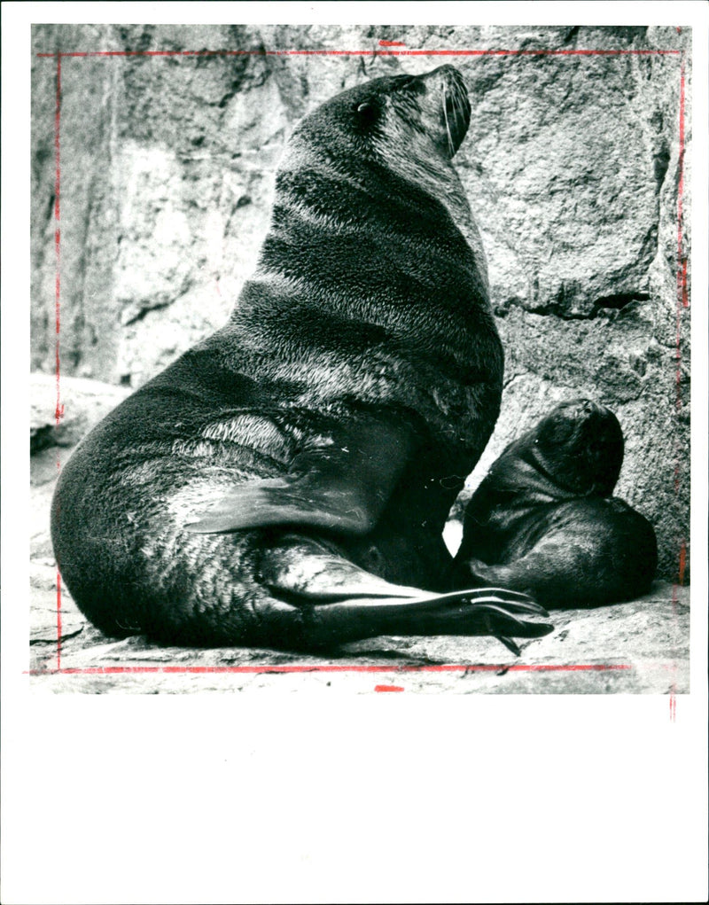 1987 AURERE CORPERFORM SEALS ABOVE AND EAR BELOW CLEARLY - Vintage Photograph