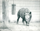 Frankfurt Zoo - Vintage Photograph