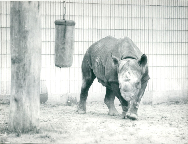 Frankfurt Zoo - Vintage Photograph