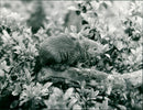 ANIMALS LANGUST DWARF MANGUST JURGEN POSTCHE - Vintage Photograph
