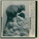 1994 ANIMALS LANGUST DWARF MANGUSTS ARE CREAMY CATS AND LIVE - Vintage Photograph