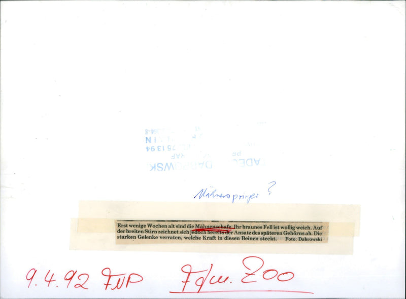 Maned jumpers in the Frankfurt Zoo - Vintage Photograph