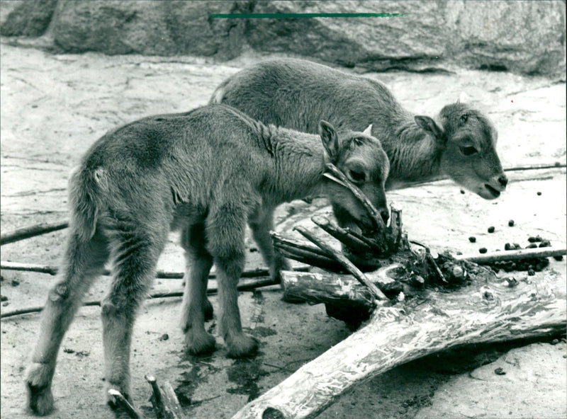 Maned jumpers in the Frankfurt Zoo - Vintage Photograph